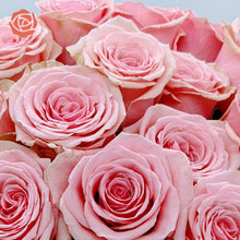 close up of Pink passion roses with buds filled with a full flower of gentle, powdery pink petals
