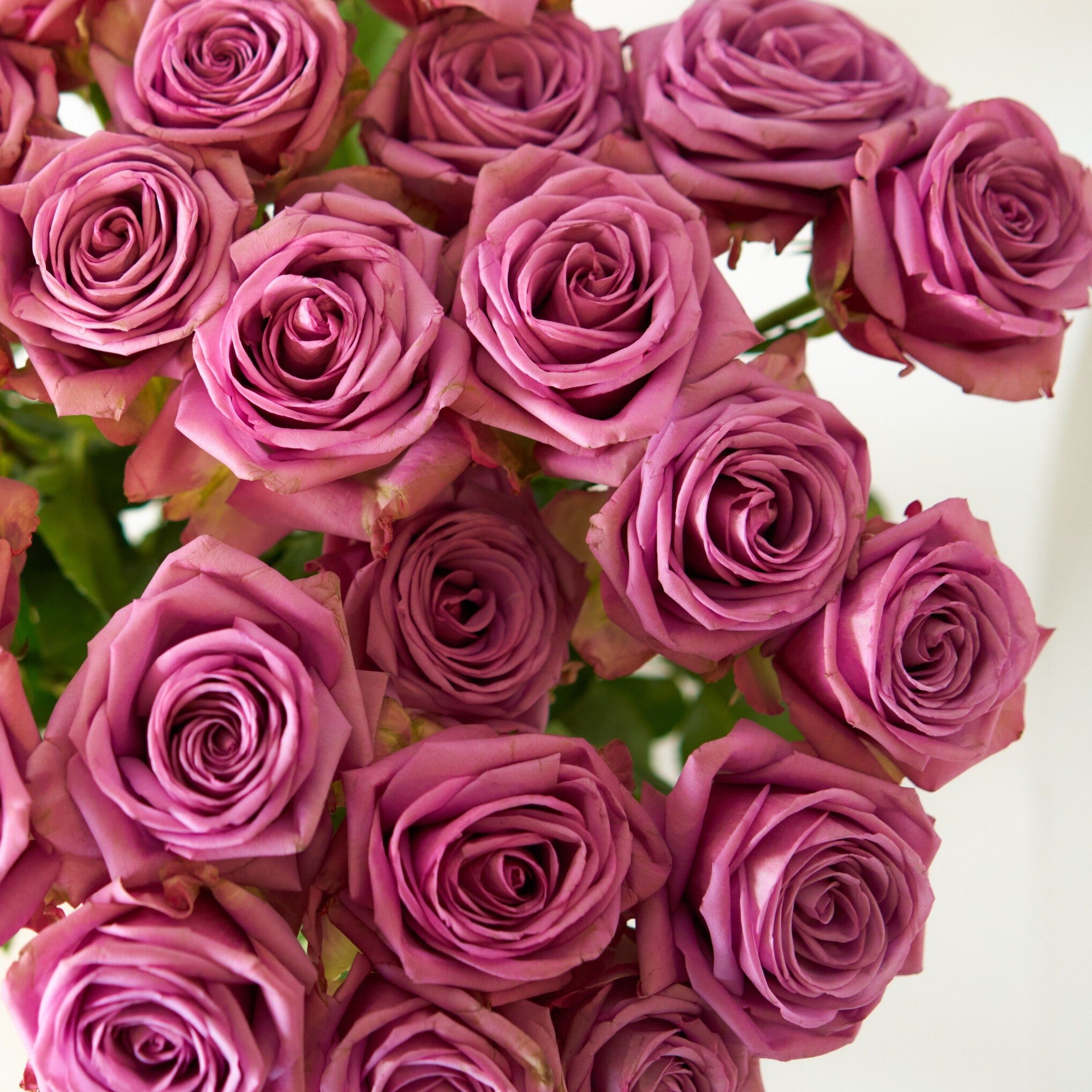 Purple Attraction Long Stem Roses – Rose Farmers