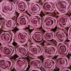 Purple Attraction Long Stem Roses (Add-On)