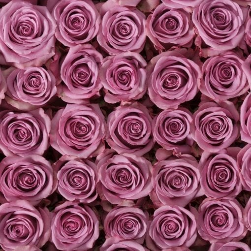 stacked Purple Attraction Long Stem Roses have a hint of lavender in the center