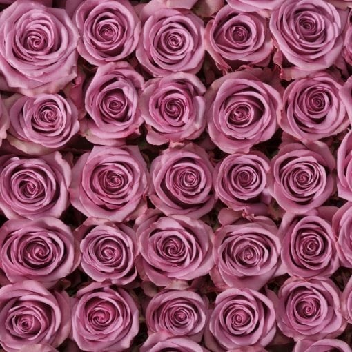Purple Attraction Long Stem Roses (Add On)