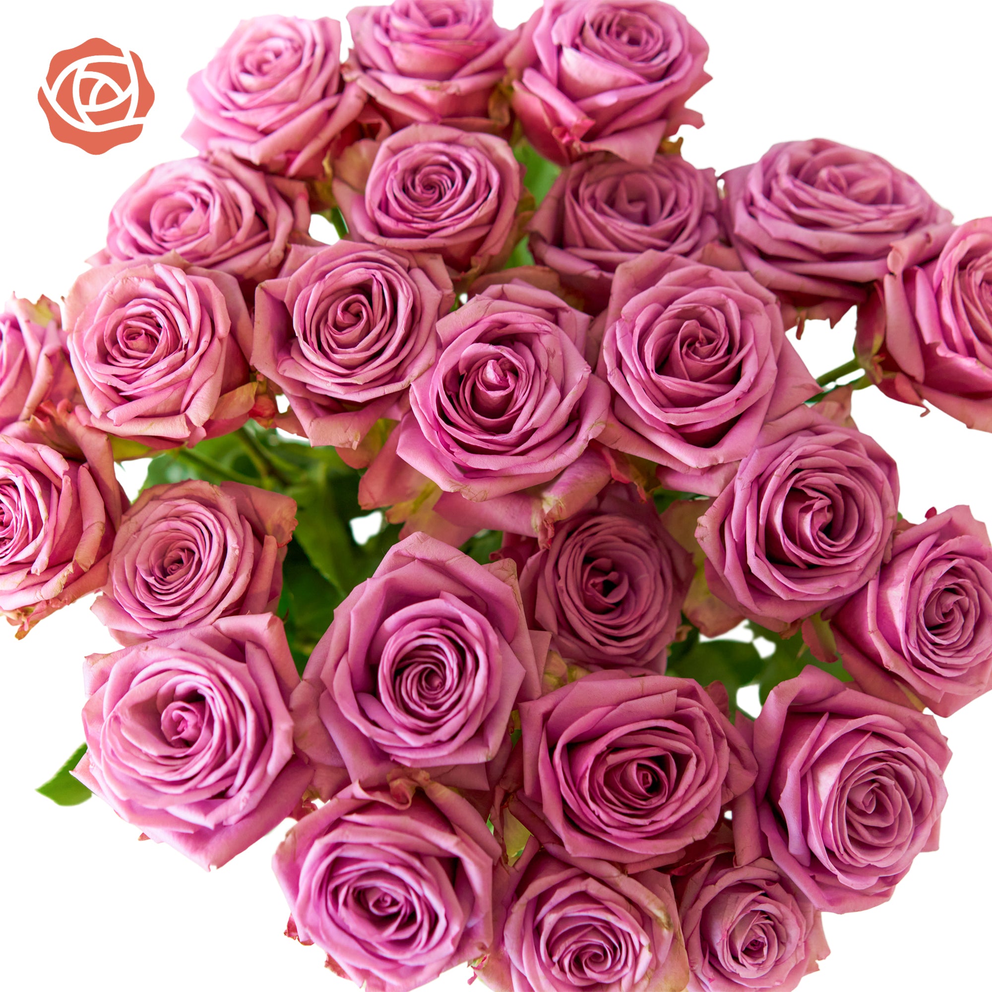 Purple Roses Strand Purple Attraction Long Stem Roses – Rose Farmers