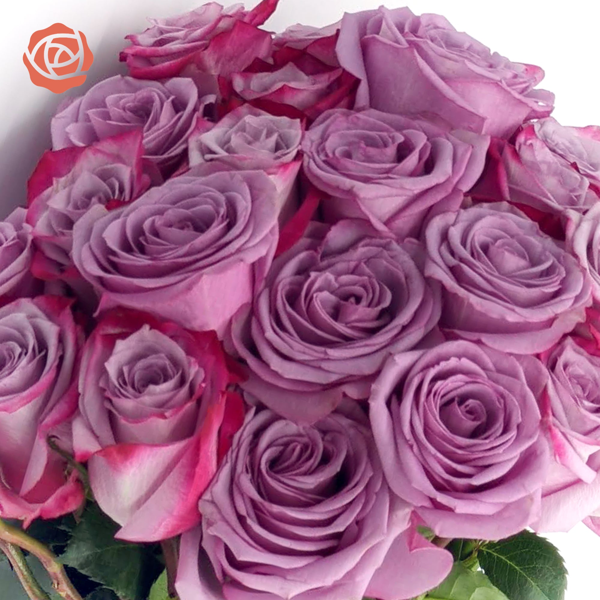 Buy Purple Bi-Color Stunner Long Stem Roses – Rose Farmers