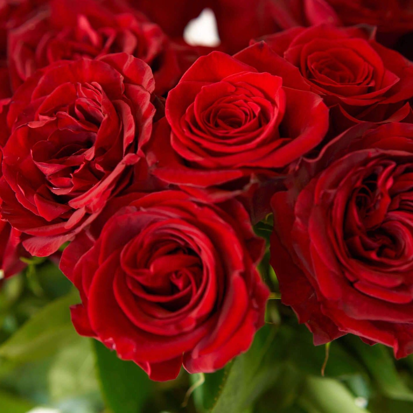 Buy Red Romantic Roses – Rose Farmers