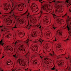 Red Romantic Long Stem Roses (Add-On)