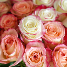 Farmer's Choice Bi-Color Pastel Long Stem Roses
