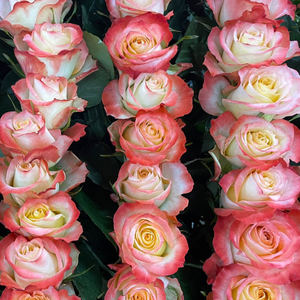 Farmer's Choice Bi-Color Pastel Long Stem Roses