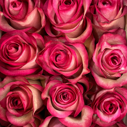 Assorted Bi-Color Long Stem Roses