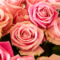 Boomerang Exclusive:  Buy 12 Roses Get 12 Free