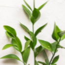 Ruscus Leaves