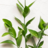 Ruscus greenery against a white background
