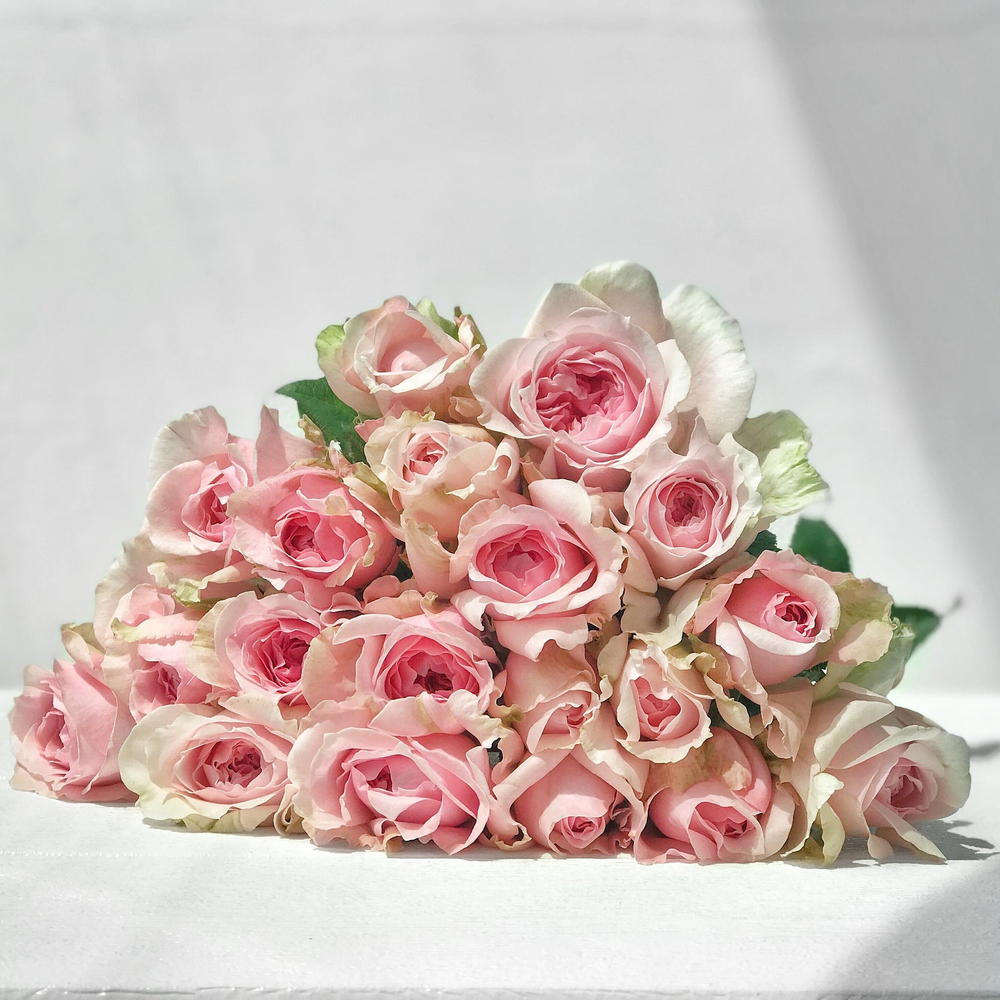 Best Bi-Color Rose Petals
