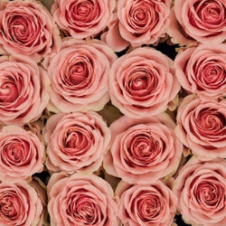 Pink Bi-Color Eyecatcher Long Stem Roses