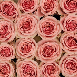 close up of pink bi colored roses with ruffled edges and light pink cream tones with darker pink on the outer petals 