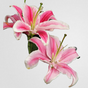 Elegant Lilies