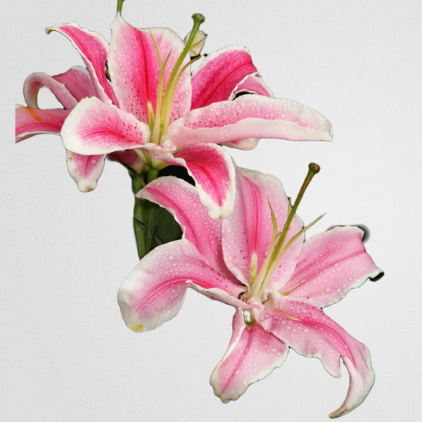 white pink lily flower Elegant Lilies (Addon) – Rose Farmers