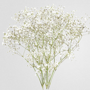 Baby's Breath