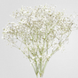 Baby's Breath