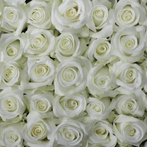 Buy White Pure Roses – Rose Farmers