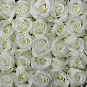 Stacked white pure long stem roses with pure, almost optic, white petals