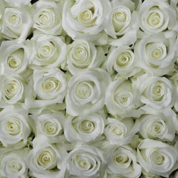 White Pure Long Stem Roses (Add On)
