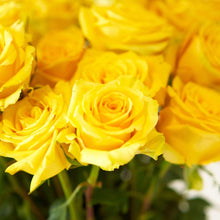 up close bright yellow long stem roses with golden sun like quality 
