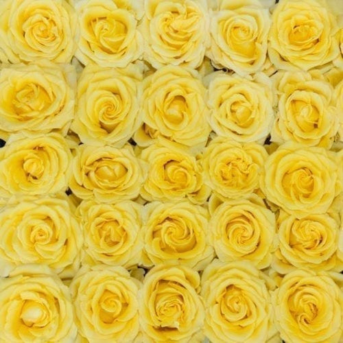 bright yellow long stem roses with golden sun like quality 