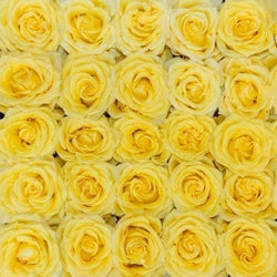 Yellow Bright Long Stem Roses (Add On)