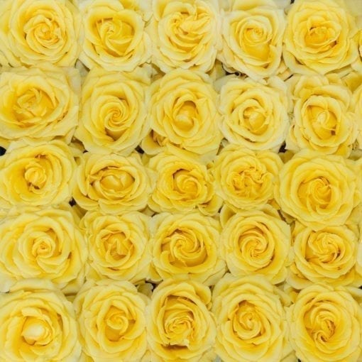 bright yellow long stem roses with golden sun like quality 
