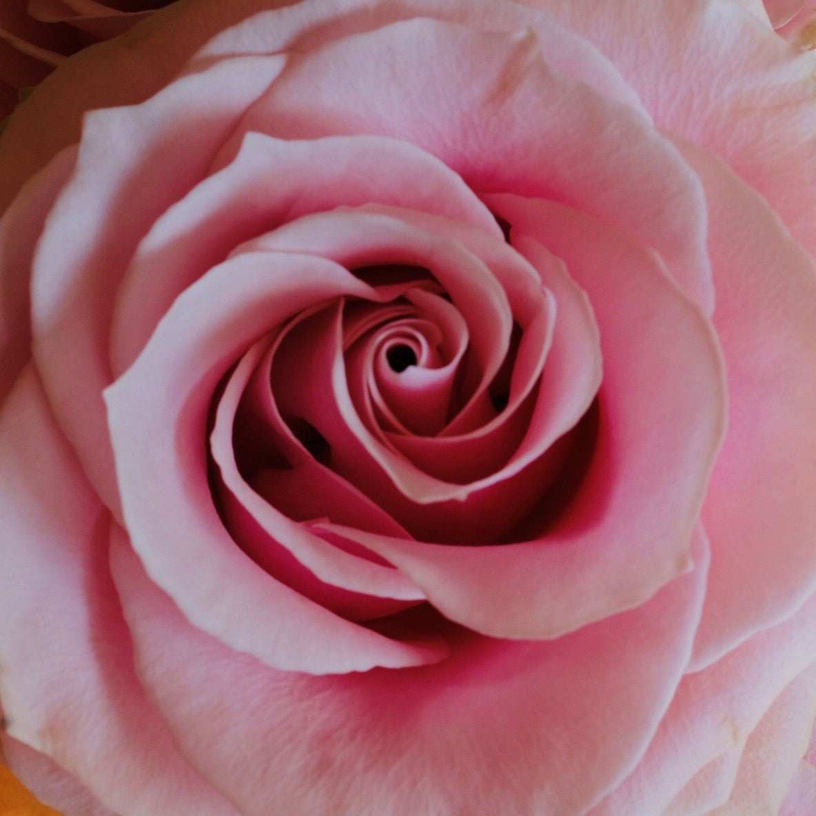 Buy Pink Passion Roses – Rose Farmers