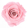 Preserved Pink Rose