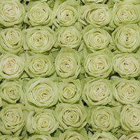 Green Goddess Long Stem Roses
