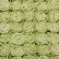 Green Goddess Long Stem Roses