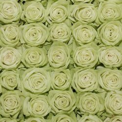 Green Goddess Long Stem Roses (Add On)