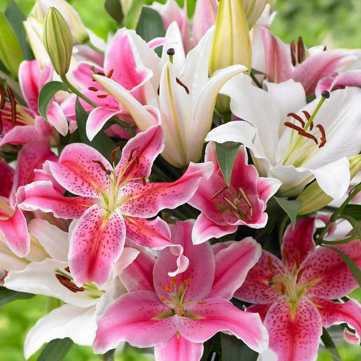A mix of white and pink lilies
