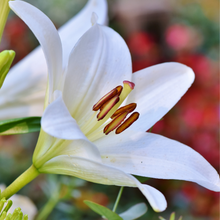 close up of a fully bloomed white lily 
