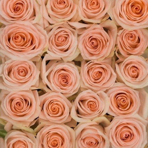 Cozy Peach Long Stem Roses