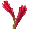 Red Alpinia Ginger