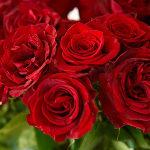 Brad's Deals Exclusive Red Long Stem Roses Rose Farmers