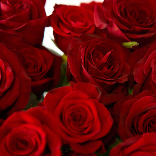 Brad's Deals All Stars Rose Farmers