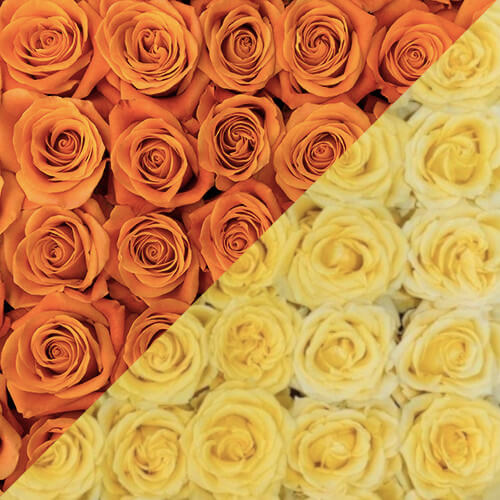 Orange and Yellow Roses