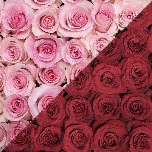 Twelve Months of Roses – Rose Farmers
