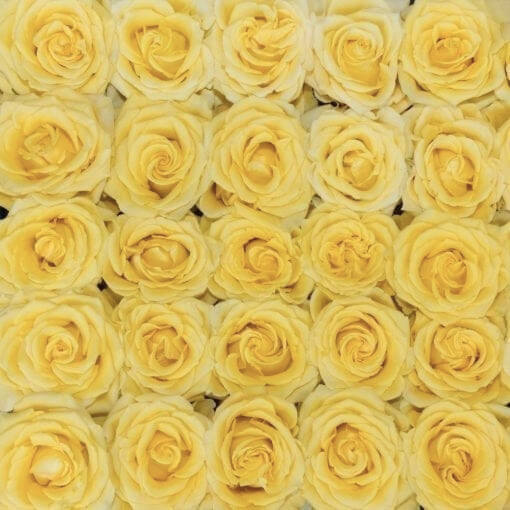 Yellow Roses