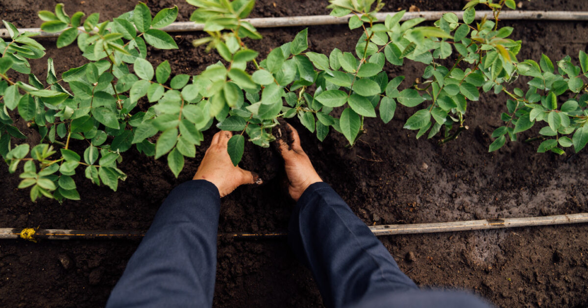 Planting young rose bushes in rich farm soil