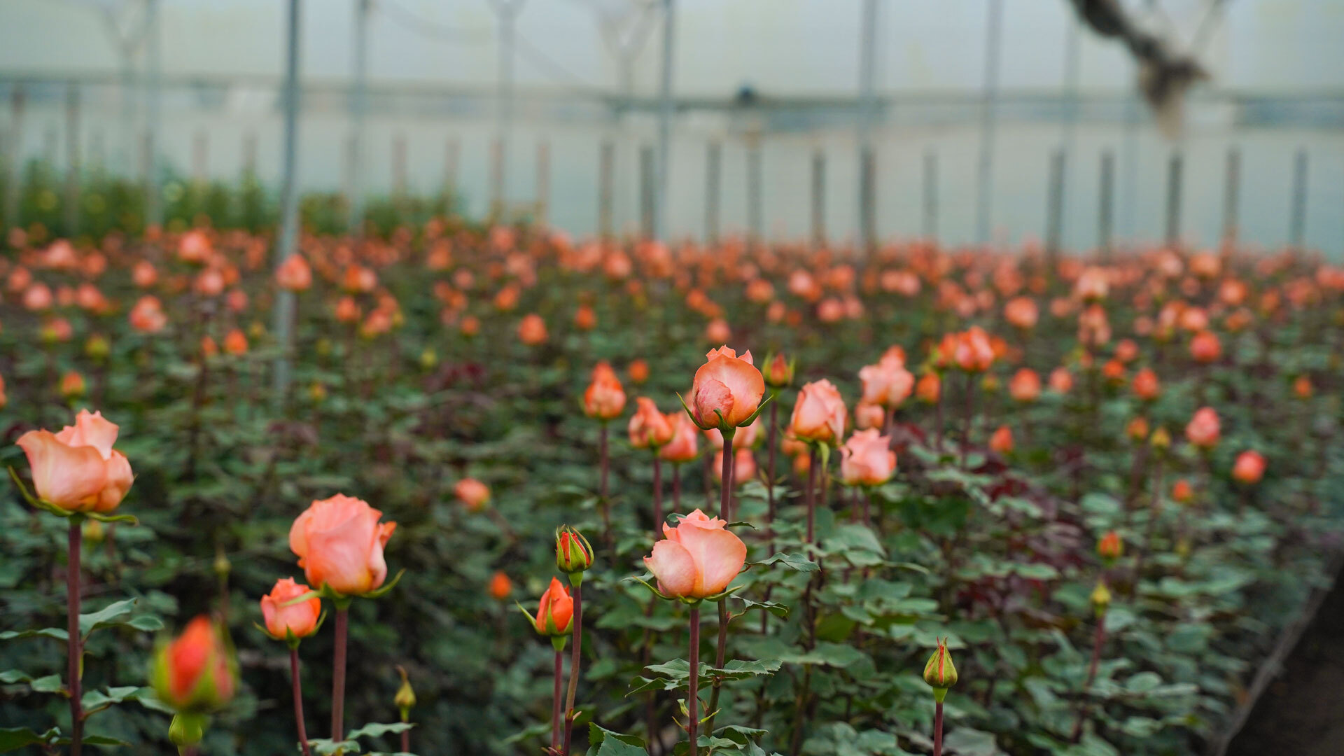 Field of peach roses in bloom at the farm