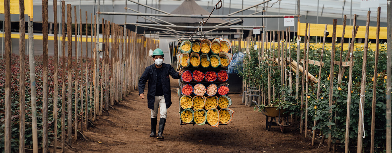 Farm-cut roses prepared to order