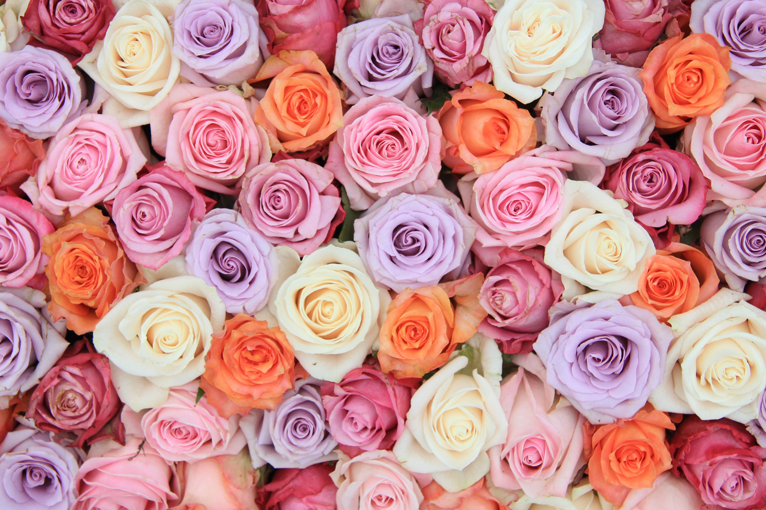 Long-stem roses from the Rose Farmers field